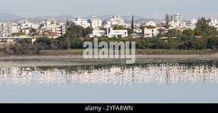 Vue panoramique sur la ville de Larnaka à Chypre avec des oiseaux flamants roses dans le lac salé Banque D'Images