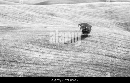 Image en noir et blanc d'un arbre solitaire debout haut dans les champs de Toscane en Italie Banque D'Images