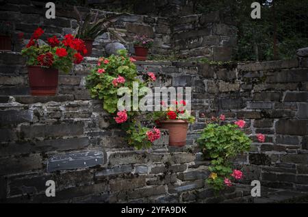 Beaux pots de fleurs avec des fleurs rouges en géranium suspendues et décorant un mur lapidé. Façade de jardin de maison Banque D'Images