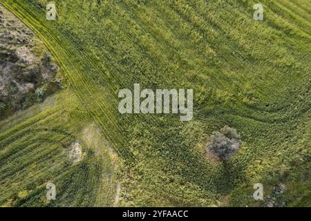 Fait image aérienne de terres agricoles de champ. Récolte en extérieur, Chypre, Europe Banque D'Images