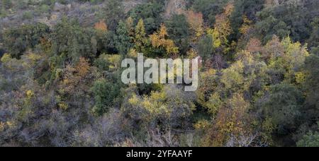 Drone paysage panoramique aérien de forêt en montagne en automne, paysage idyllique saison d'automne. Troodos chypre Europe Banque D'Images