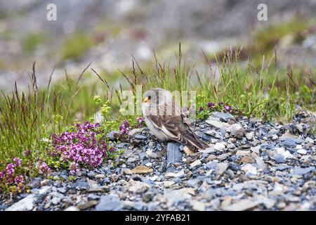 White-winged finch Montifringilla nivalis la neige à côté de thym Thymus polytrichus Col du Tourmalet Pyrénées France Banque D'Images