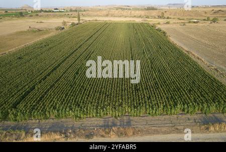 Vue aérienne avec un drone d'un champ de maïs vert. Chypre agriculture Banque D'Images