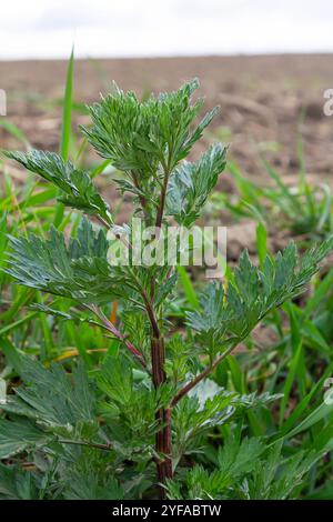 Artemisia vulgaris fleur d'allergène d'armoise commune. Banque D'Images