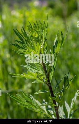 Artemisia vulgaris fleur d'allergène d'armoise commune. Banque D'Images