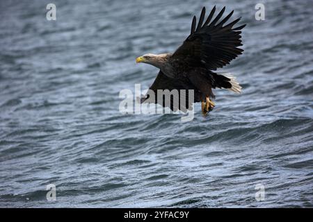 À queue blanche (Haliaeetus albicilla), adulte, décoller avec un poisson dans ses serres, Mull, Ecosse Mai 2018 Banque D'Images