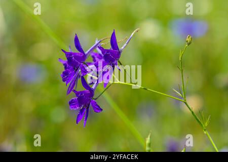 macro fleurs de delphinium de champ pourpre, consolida, belles fleurs, botanique. Banque D'Images