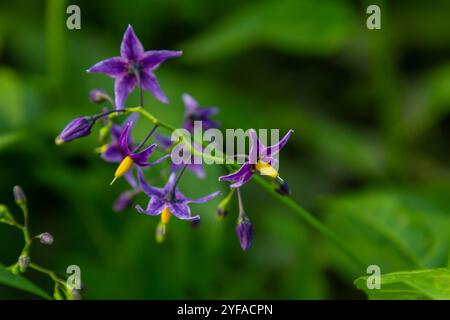 Ombre de nuit douce-amère Solanum dulcamara fleurs et bourgeons avec des feuilles. Placer pour le texte. Banque D'Images