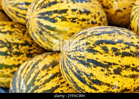 Gros plan sur les melons frais. Bonne récolte de cucumis melo Banque D'Images