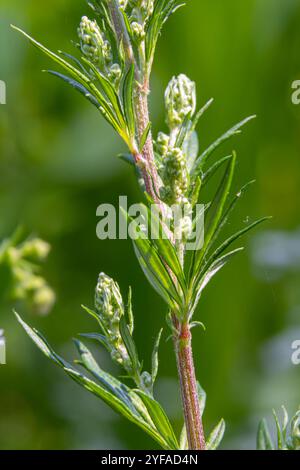 Artemisia vulgaris fleur d'allergène d'armoise commune. Banque D'Images