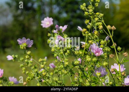 Gros plan de belles fleurs au soleil au printemps. Malva commun. Malva sylvestris. Mauve commune. Banque D'Images