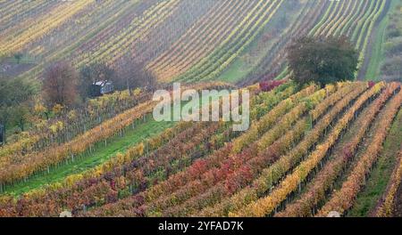 Paysage vallonné avec des vignes, photographié en automne à Cejkovice, au sud de la Moravie en République tchèque. La région est connue sous le nom de Toscane morave Banque D'Images