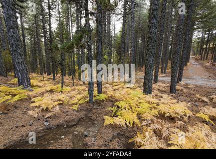 Paysage forestier avec des plantes jaunes en automne dans les montagnes de Troodos, Chypre, Europe Banque D'Images