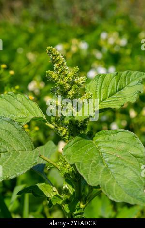 Amaranthus retroflexus, fidèle à l'un de ses noms communs, forme une aspersion. Il peut être originaire des néotropiques ou de l'Amérique du Nord centrale et orientale. Banque D'Images