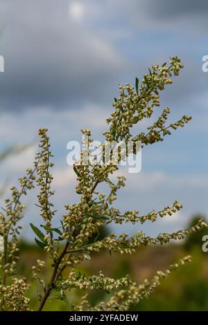 Artemisia vulgaris fleur d'allergène d'armoise commune. Banque D'Images