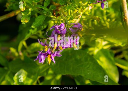 Ombre de nuit douce-amère Solanum dulcamara fleurs et bourgeons avec des feuilles. Placer pour le texte. Banque D'Images