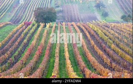 Paysage vallonné avec des vignes, photographié en automne à Cejkovice, au sud de la Moravie en République tchèque. La région est connue sous le nom de Toscane morave Banque D'Images