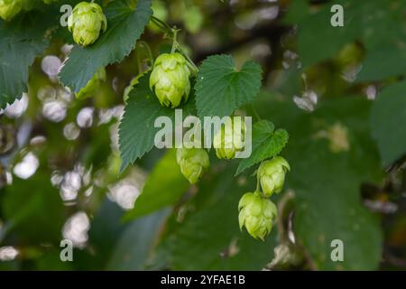 Fleurs de houblon, de la plante de houblon Humulus lupulus, pour la production de bière poussant en Bavière par le Danube par une journée ensoleillée. Banque D'Images