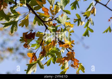 Grappes de fruits rouges Crataegus coccinata gros plan. Banque D'Images