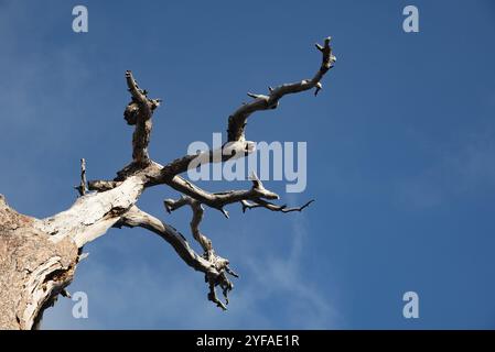 Arbre sec mort avec branches sans feuilles contre ciel bleu clair. Avec espace de copie Banque D'Images