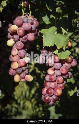 Branche de fruits de raisin rouge frais et sains sur la vigne Banque D'Images