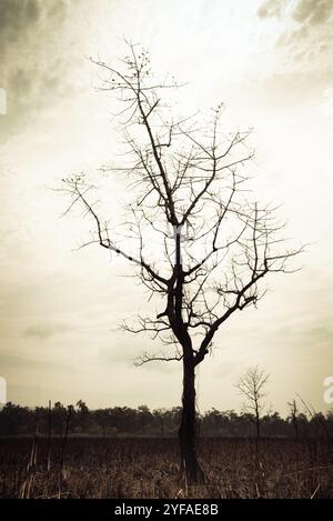 Silhouette d'un arbre sans feuilles dans la jungle de la forêt tropicale contre un ciel lumineux. Parc national de Chitwan, Népal Asie Banque D'Images
