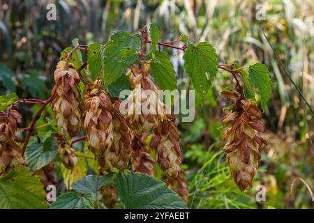 Fleurs de houblon, de la plante de houblon Humulus lupulus, pour la production de bière poussant en Bavière par le Danube par une journée ensoleillée. Banque D'Images