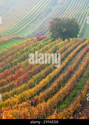 Paysage vallonné avec des vignes, photographié en automne à Cejkovice, au sud de la Moravie en République tchèque. La région est connue sous le nom de Toscane morave Banque D'Images