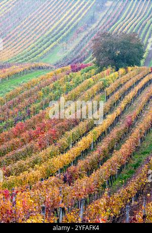 Paysage vallonné avec des vignes, photographié en automne à Cejkovice, au sud de la Moravie en République tchèque. La région est connue sous le nom de Toscane morave Banque D'Images