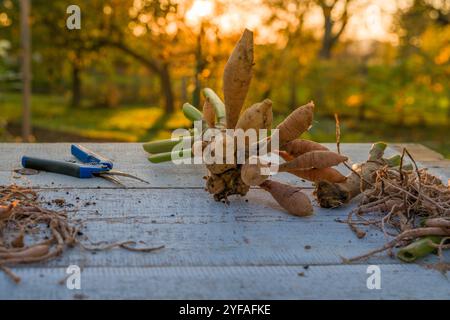 Diviser les dahlias. Bouquet fraîchement soulevé et lavé de tubercules de dahlia en cours de division. Banque D'Images