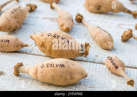 Diviser les dahlias. Tubercules de dahlia fraîchement levés, lavés et divisés. Tubercules orange Sylvia dahlia prêts pour le stockage hivernal. Banque D'Images