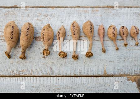 Diviser les dahlias. Tubercules de dahlia fraîchement levés, lavés et divisés. Tubercules orange Sylvia dahlia prêts pour le stockage hivernal. Banque D'Images
