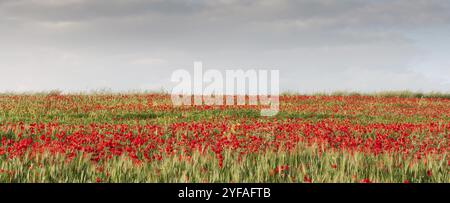 Champ de campagne plein de fleurs rouges délicates d'anémone de coquelicot Banque D'Images