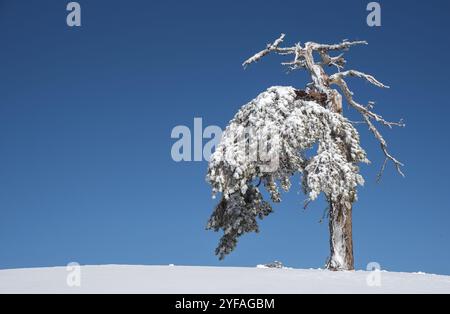 Paysage d'hiver dans la montagne enneigée. sapins solitaires enneigés contre le ciel bleu. Troodos montagnes Chypre Banque D'Images