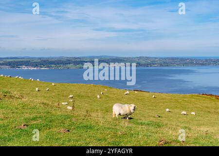 Galles du Sud variété de moutons des montagnes galloises pâtissant par North Wales Path sur la côte de Snowdonia avec vue sur l'île d'Anglesey à travers le détroit de Menai. Banque D'Images
