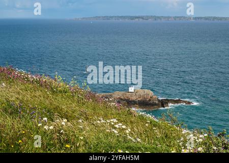 Fleurs sauvages sur les falaises avec vue sur St Martin's point et Sark au loin, Jerbourg, St Martin, Guernesey, les îles Anglo-Normandes, Royaume-Uni, Grande-Bretagne, Europe Banque D'Images