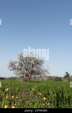 Amandier solitaire en fleurs dans le paysage de printemps de prairie. Champ agricole, ciel bleu clair Banque D'Images