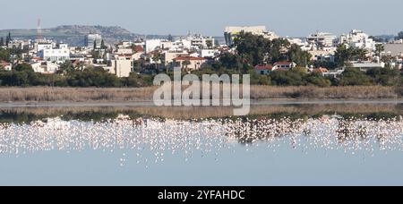 Vue panoramique sur la ville de Larnaka à Chypre avec des oiseaux flamants roses dans le lac salé Banque D'Images