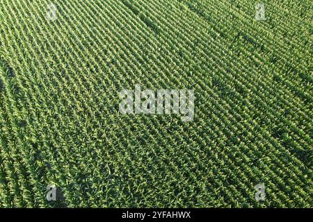 Vue aérienne avec un drone d'un champ de maïs vert. Chypre agriculture Banque D'Images
