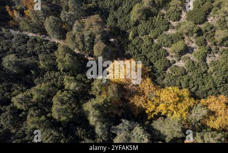 Drone vue aérienne de dessus des arbres verts et jaunes en automne. Paysage forestier. Troodos montagnes chypre Banque D'Images