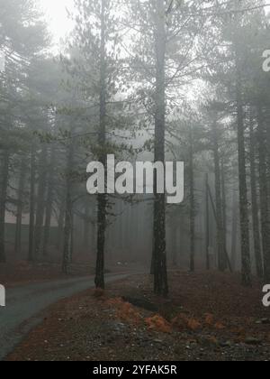 Brume dans la forêt en automne. Lumière vive le matin. Paisible et serein, Troodos montagnes chypre Banque D'Images