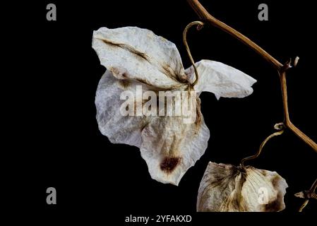 Pétales de fleurs d'orchidée fanées mortes de Phalaenopsis isolés sur un fond blanc Banque D'Images