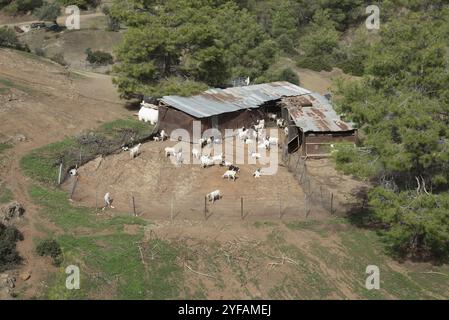 Ferme traditionnelle de chèvres dans la forêt. Les chèvres sont la principale source de lait pour la production de produits laitiers à Chypre Banque D'Images