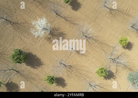 Drone paysage d'amandiers au printemps couverts de fleurs blanches. Vue de dessus, panorama de paysage de drone Banque D'Images