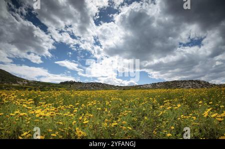 Champ avec des fleurs marguerite sauvages jaunes au printemps. Paysage printanier Chypre Banque D'Images