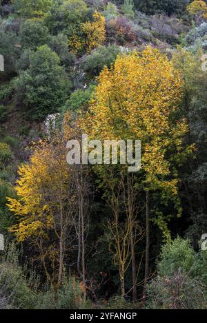 Érables jaunes en automne. Troodos montagne forêt Chypre Banque D'Images