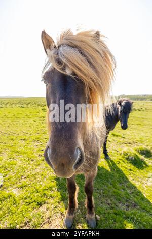 Gros plan d'un cheval islandais un jour ensoleillé Banque D'Images
