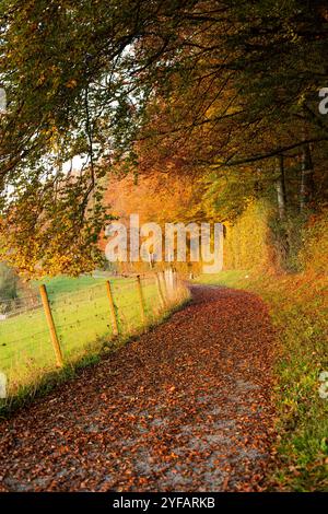 Feuilles tombées couvrant le sentier forestier par une belle soirée d'automne, pas de gens. Banque D'Images