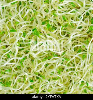 Germes de luzerne Banque D'Images