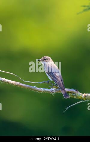 Gros plan d'un oiseau mouche taché, Muscicapa striata, perché sur une branche, chantant dans une forêt verte pendant la saison de reproduction printanière. Banque D'Images